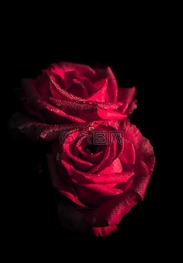 紅色,花,玫瑰