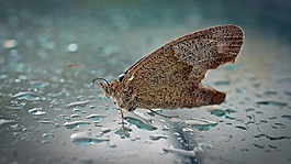 蝴蝶,動(dòng)物,濕