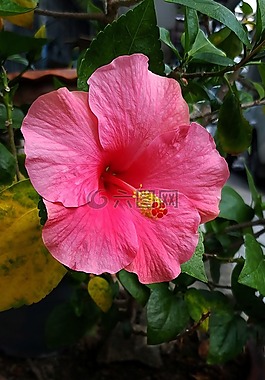 槿,粉紅色,花