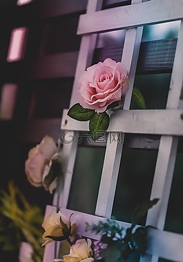 玫瑰,花,盛開