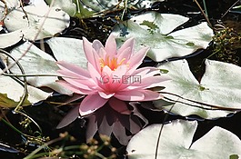 睡莲,泻湖,花