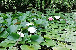 睡莲,泻湖,百合