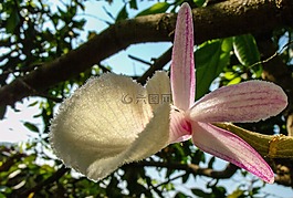 蘭花,開花,花