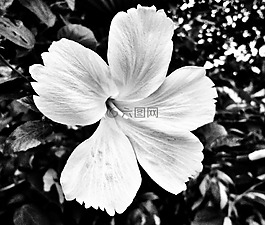 花,植物,自然