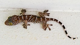 壁虎,tokhe,蜥蜴