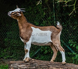 山羊,比利山羊,動(dòng)物肖像