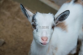 山羊,可爱,动物