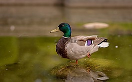 鳥,動物,水