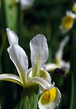 鳶尾花,蜜蜂,花