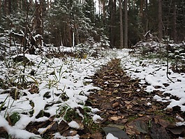 森林,弗羅斯特,雪