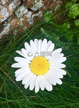 雛菊,自然,夏天