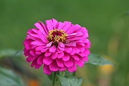 百日草,粉红色,花