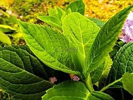 葉子,綠色,廠