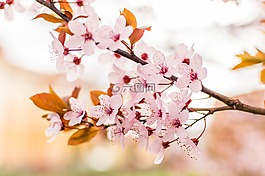 粉紅色,花瓣,花