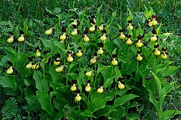 frauenschuh,廠,花