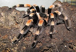 狼蛛,rotfu?vogelspinne,蜘蛛
