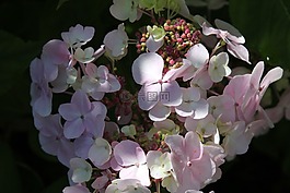 繡球,灌木,植物
