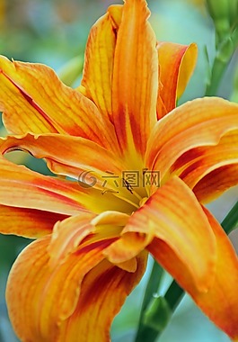 花,性質(zhì),植物