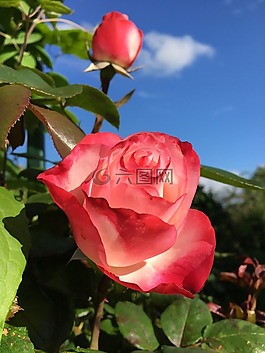花園,玫瑰,香味
