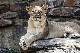 獅子,動物,動物園