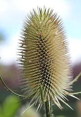 teasel,续断,植物