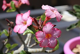 沙漠之花,夾竹桃,花