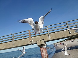鷗,海,海灘