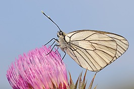 開花,蝴蝶,關(guān)閉