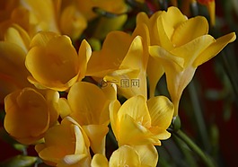 性质,花,fresie