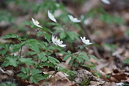 森林,开花,鲜花