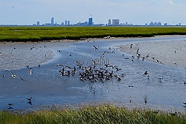 馬什,水,鳥