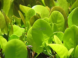 植物,陰影,花園