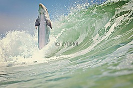海豚,海,波
