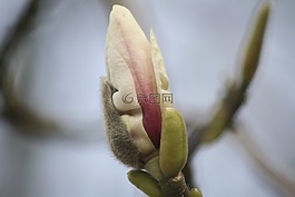 玉蘭,開花,樹