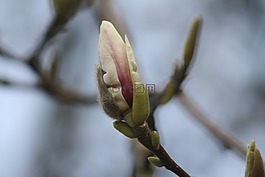 玉蘭,開花,樹