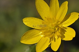 花,黃色,開花