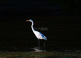 白鹭,鸟,白