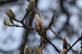 玉蘭,開(kāi)花,樹(shù)