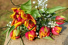 郁金香,鮮花,郁金香花束