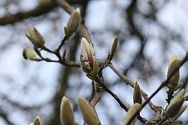 玉蘭,開(kāi)花,樹(shù)