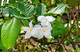 姜黃色百合花,含羞草,白
