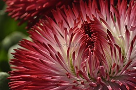 花,開花,紅色