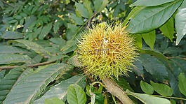植物,大自然,葉
