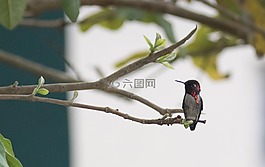 古巴,mellisuga分布种海伦,cienaga de zapata
