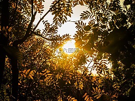 金,秋季,洛恩