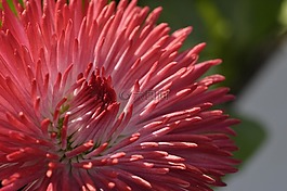 花,開(kāi)花,紅色