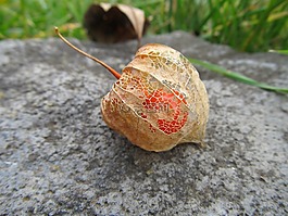 花卉,性質,燈籠