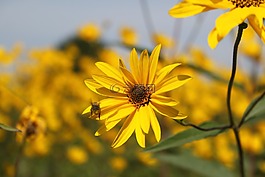 花,黃色,開花