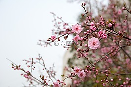 花,梅花,紅花