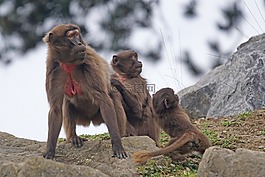 dschelada,猴子,靈長類動物